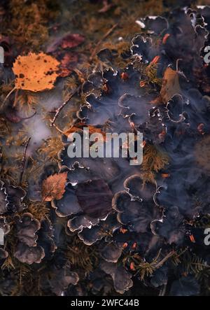 Funghi Rustgill Foto Stock