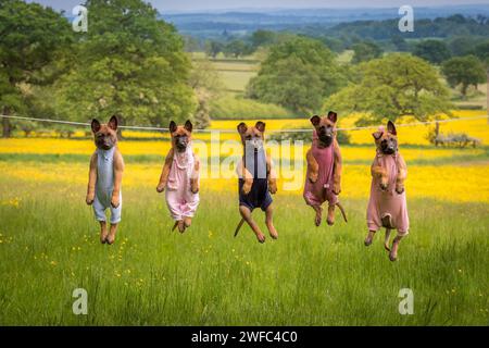 Cinque cuccioli malinois vestiti di babygrow appesi su una linea di lavaggio durante il giorno primaverile in una posizione rurale inglese Foto Stock