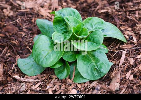 Lattuga di agnello, mache, insalata di mais comune, Valerianella locusta, primo piano di una pianta che cresce in un letto Foto Stock