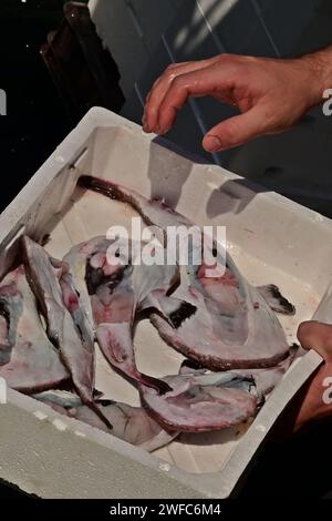 Un uomo tira fuori un pescatore europeo appena pescato o un pesciolino comune (Lophius piscatorius) di una scatola di pesci in schiuma di polistirene (EPS). Un pesce di profondità, Croazia Foto Stock