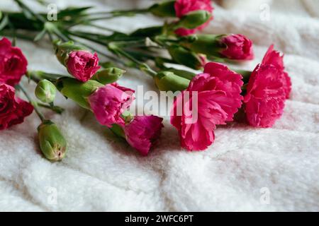 Un bouquet di piccoli garofani rosa si trova su un motivo a maglia bianca Foto Stock