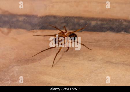 Scytodes velutina, sputando Spider Foto Stock