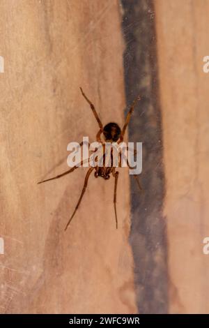 Scytodes velutina, sputando Spider Foto Stock