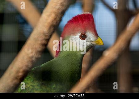 Teplice, Repubblica Ceca. 27 gennaio 2024. Turaco a cresta rossa, Tauraco erythrolophus, nel Bioparco, che fa parte del Gymnasium Teplice, 27 gennaio 2024. Crediti: Ondrej Hajek/CTK Photo/Alamy Live News Foto Stock