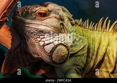 Teplice, Repubblica Ceca. 27 gennaio 2024. Common Green Iguana, Iguana iguana, nel Bioparco, che fa parte del Gymnasium Teplice, 27 gennaio 2024. Crediti: Ondrej Hajek/CTK Photo/Alamy Live News Foto Stock