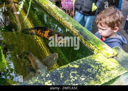 Teplice, Repubblica Ceca. 27 gennaio 2024. Un ragazzo osserva il pesce carnivoro Oscar, Astronotus ocellatus, nel Bioparco, che fa parte del Gymnasium Teplice, il 27 gennaio 2024. Crediti: Ondrej Hajek/CTK Photo/Alamy Live News Foto Stock