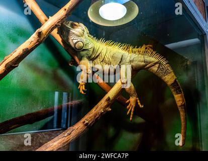 Teplice, Repubblica Ceca. 27 gennaio 2024. Common Green Iguana, Iguana iguana, nel Bioparco, che fa parte del Gymnasium Teplice, 27 gennaio 2024. Crediti: Ondrej Hajek/CTK Photo/Alamy Live News Foto Stock