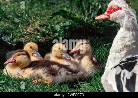 Anatra moscovita Cairina moschata con quattro anatre giovani Foto Stock