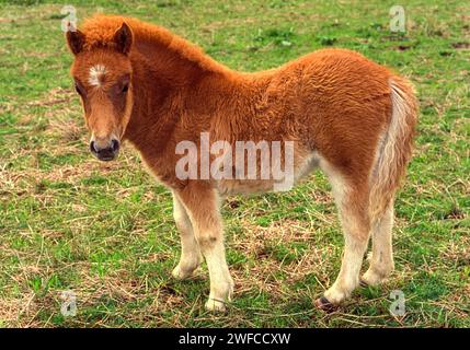 Pony delle Shetland giovane e curioso in un campo in Scozia Foto Stock
