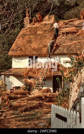 Thatching due uomini che costruiscono un tetto con canne asciutte e sostituiscono il vecchio materiale su una casa Foto Stock