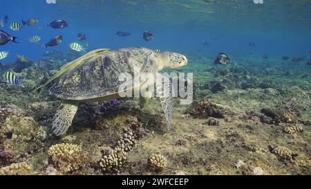 17 giugno 2023, Mar Rosso, Egitto: Great Green Sea Turtlle (Chelonia mydas) in cima alla barriera corallina intorno a banchi galleggianti di pesci tropicali nelle giornate di sole, Mar Rosso, Egitto (Credit Image: © Andrey Nekrasov/ZUMA Press Wire) SOLO USO EDITORIALE! Non per USO commerciale! Foto Stock