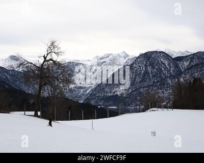 Un albero solitario in mezzo a un paesaggio innevato, sostenuto da maestose montagne nella regione di Hallstatt Dachstein, Patrimonio dell'Umanità Foto Stock