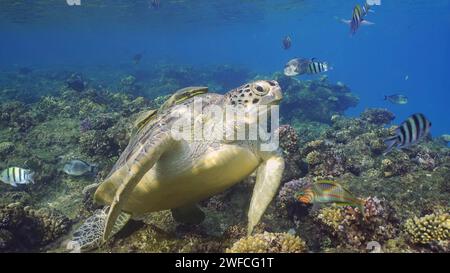 Great Green Sea Turtlle (Chelonia mydas) in cima alla barriera corallina intorno a banchi galleggianti di pesci tropicali nelle giornate di sole, Mar Rosso, Egitto Foto Stock