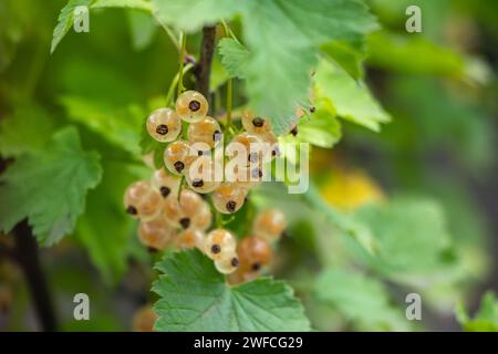 Pennello di ribes bianco e foglie verdi. Ribes bianco Ribes rubrum uva bianca primo piano. Macro Foto Stock