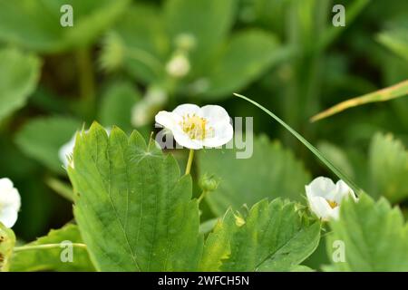 La piantagione di fragole nel giardino fiorì di fiori bianchi. Foto Stock