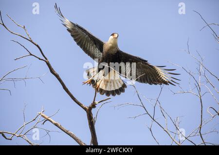 Carcará in volo - noto anche come falco-aquila e falco-aquila Foto Stock