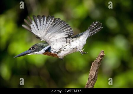 KingFisher maschio che prende il volo - Foto Stock