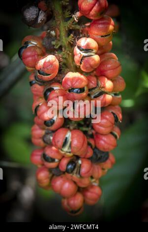 Particolare di mazzo di guarana con frutta - insediamento Juma - FLONA Jatuarana National Forest - Foto Stock