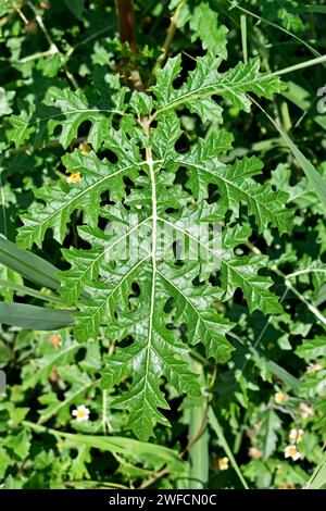 Foglie di pomodoro di Litchi o nightshade appiccicose (Solanum sisymbriifolium) Foto Stock