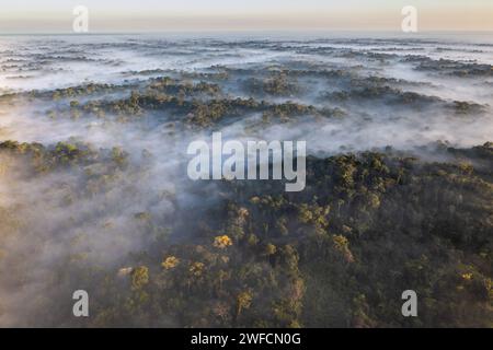 Vista droni della foresta pluviale amazzonica nella terra indigena di Kampa del fiume Amonea Foto Stock