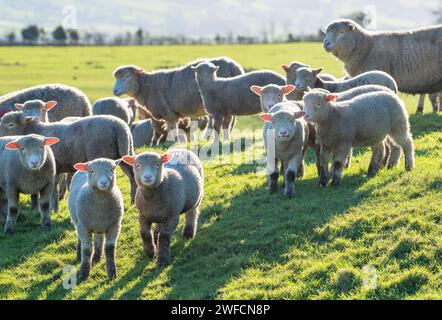 Preston, Lancashire, Regno Unito. 30 gennaio 2024. Polling Dorset pecore e agnelli godersi il sole dopo un periodo di tempo umido vicino Preston, Lancashire. Crediti: John Eveson/Alamy Live News Foto Stock