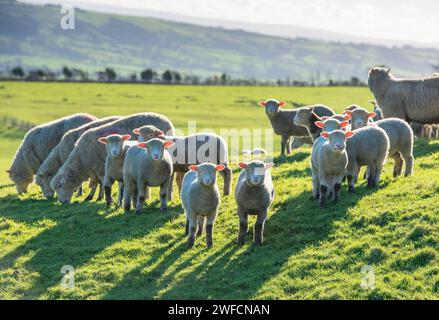 Preston, Lancashire, Regno Unito. 30 gennaio 2024. Polling Dorset pecore e agnelli godersi il sole dopo un periodo di tempo umido vicino Preston, Lancashire. Crediti: John Eveson/Alamy Live News Foto Stock