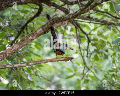 Motmot dalla corona blu in Brasile con un insetto nel becco Foto Stock