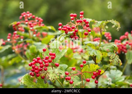 Bacche rosse di viburno con gocce d'acqua su sfondo verde. Foto Stock