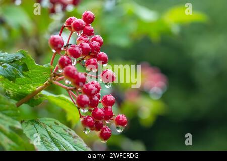 Grappolo di bacche mature di viburnum ricoperte da gocce d'acqua durante una pioggia tra le foglie e i rami del cespuglio, primo piano in una prospettiva selettiva Foto Stock