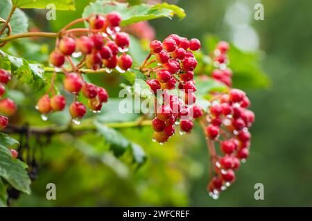 Grappolo di bacche mature di viburnum ricoperte da gocce d'acqua durante una pioggia tra le foglie e i rami del cespuglio, primo piano in una prospettiva selettiva Foto Stock