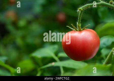 Piante di pomodoro con pomodori rossi maturi che crescono all'aperto, all'aperto, in un giardino. Foto Stock