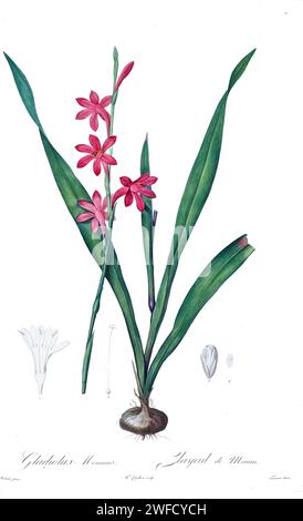 Il Gladiolus merianus, prodotto sotto il patrocinio di Josephine Bonaparte, imperatrice di Francia, Les Liliacées di Pierre-Joseph Redouté conteneva 503 tavole che descrivevano le varie specie vegetali della famiglia dei gigli e le relative. Prodotte dal 1802 al 1816, le tavole sono tratte dalla vasta collezione di piante dell'imperatrice Giuseppina nei suoi giardini a Malmaison, dove Redouté lavorò come artista botanica. Questo folio è spesso considerato il capolavoro di Redouté a causa della portata, dell'ampiezza e della qualità del suo contenuto. Foto Stock