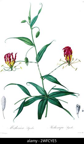 Gloriosa superba qui come Methonica superba è una specie di pianta fiorita della famiglia delle Colchicaceae. I nomi comuni includono giglio fiamma, giglio arrampicata, giglio strisciante, giglio gloriosa, giglio gloriosa, artiglio tigre, pianta velenosa, agnishikha e giglio fuoco. Prodotto sotto il patrocinio di Josephine Bonaparte, imperatrice di Francia, Les Liliacées di Pierre-Joseph Redouté conteneva 503 tavole che descrivevano le varie specie vegetali della famiglia dei gigli e le relative. Prodotte dal 1802 al 1816, le tavole sono tratte dalla vasta collezione di piante dell'imperatrice Giuseppina nei suoi giardini a Malmaison, dove Redouté Wo Foto Stock