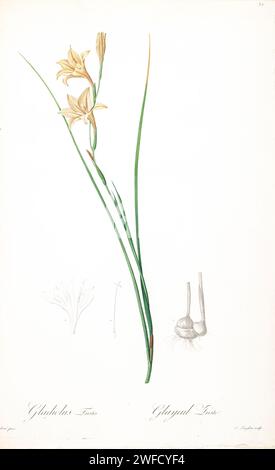 Gladiolus tristis è una specie di gladiolus conosciuta con diversi nomi comuni, tra cui gladiolus in continua fioritura e Marsh Afrikaner. È originaria dell'Africa meridionale, specialmente del Sudafrica. Prodotto sotto il patrocinio di Josephine Bonaparte, imperatrice di Francia, Les Liliacées di Pierre-Joseph Redouté conteneva 503 tavole che descrivevano le varie specie vegetali della famiglia dei gigli e le relative. Prodotte dal 1802 al 1816, le tavole sono tratte dalla vasta collezione di piante dell'imperatrice Giuseppina nei suoi giardini a Malmaison, dove Redouté lavorò come artista botanica. Questo folio è spesso considerato t Foto Stock