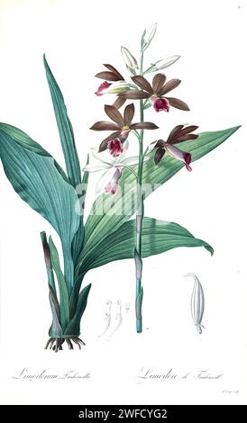 Phaius tankervilleae, qui come Limodorum tankerwillae comunemente noto come la più grande orchidea palude, giglio palude, orchidea palude, orchidea cappa di suora, orchidea di suora, orchidea velata, l'orchidea palude di Lady Tankerville è una specie di orchidea originaria delle aree dall'Asia alle isole dell'Oceano Pacifico. Prodotto sotto il patrocinio di Josephine Bonaparte, imperatrice di Francia, Les Liliacées di Pierre-Joseph Redouté conteneva 503 tavole che descrivevano le varie specie vegetali della famiglia dei gigli e le relative. Prodotte tra il 1802 e il 1816, le tavole sono tratte dalla vasta collezione di piante dell'imperatrice Giuseppina nella sua ga Foto Stock