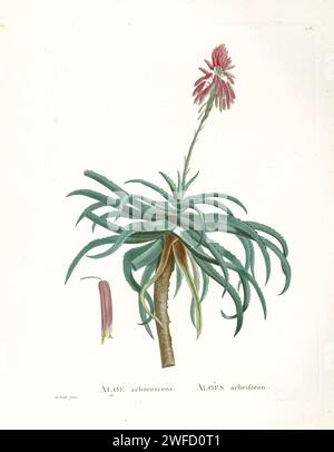 L'aloe arborescens from History of Succulent Plants [Plantarum historia succulentarum / Histoire des plantes Grasses] dipinta da Pierre-Joseph Redouté e descritta da Augustin Pyramus de Candolle l'aloe di krantz o candelabra aloe, è una specie di pianta perenne succulenta in fiore appartenente al genere Aloe, Foto Stock