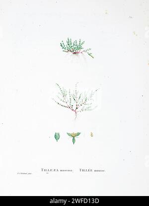 Crassula muscosa (L.) Roth. Qui come Tillaea muscosa from History of Suculent Plants [Plantarum historia succulentarum / Histoire des plantes Grasses] dipinto da Pierre-Joseph Redouté e descritto da Augustin Pyramus de Candolle 1799 Crassula muscosa, sinonimi Crassula lycopodioides e Crassula pseudolycopodioides, è una pianta succulenta originaria del Sudafrica e della Namibia, appartenente alla famiglia delle Crassulaceae e al genere Crassula. Si tratta di una pianta domestica coltivata in tutto il mondo e comunemente nota come crassula di rattail, catena di orologi, coda di lucertola, Foto Stock