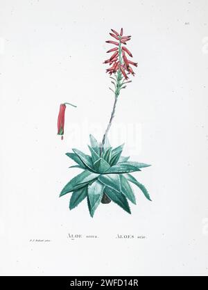 Aloe brevifolia Mill. Depressa (Haw.) Bak. Qui come Aloe serra dalla storia delle piante grasse [Plantarum historia succulentarum / Histoire des plantes Grasses] dipinta da Pierre-Joseph Redouté e descritta da Augustin Pyramus de Candolle 1799 Aloe brevifolia, l'aloe a foglie corte, è una specie di pianta da fiore della famiglia Asphodelaceae. E' un piccolo, compatto, perenne sempreverde verde e sempreverde, nativo del Capo Occidentale, in Sudafrica Foto Stock