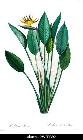 La Strelitzia reginae, comunemente nota come fiore della gru, uccello del paradiso, o isigude in Nguni, è una specie di pianta in fiore originaria delle Province del Capo e del KwaZulu-Natal in Sudafrica. Di Pierre-Joseph Redouté Les Liliacées un tomo di specie vegetali della famiglia dei gigli e relative alla famiglia dei gigli. Prodotte tra il 1802 e il 1816, le tavole sono tratte dalla vasta collezione di piante dell'imperatrice Giuseppina nei suoi giardini a Malmaison, Foto Stock