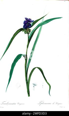 La Tradescantia virginiana (qui come Tradescantia virginica), l'erba ragna della Virginia, è una specie di pianta in fiore della famiglia Commelinaceae. È la specie tipo di Tradescantia, originaria degli Stati Uniti orientali.da Les Liliacées di Pierre-Joseph Redouté un tomo di specie vegetali della famiglia dei gigli e relative alla famiglia dei gigli. Prodotte tra il 1802 e il 1816, le tavole sono tratte dalla vasta collezione di piante dell'imperatrice Giuseppina nei suoi giardini a Malmaison, Foto Stock