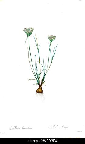 Allium moschatum è una specie eurasiatica di cipolla selvatica con un areale che si estende dalla Spagna all'Iran. L'Allium moschatum è un perenne che forma bulbi. I fiori nascono in un'uovo sopra dei sottili e soffici paesaggi alti raramente più di 15 cm; i tepali bianchi con un sottile ma prominente mezzo vena viola. Di Pierre-Joseph Redouté Les Liliacées un tomo di specie vegetali della famiglia dei gigli e relative alla famiglia dei gigli. Prodotte tra il 1802 e il 1816, le tavole sono tratte dalla vasta collezione di piante dell'imperatrice Giuseppina nei suoi giardini a Malmaison, Foto Stock