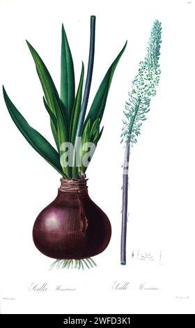 Drimia maritima qui come Scilla maritima. È una specie di pianta da fiore della famiglia delle Asparagaceae, sottofamiglia delle Scilloideae. Questa specie è conosciuta con diversi nomi comuni, tra cui squill, squill di mare, cipolla di mare e squill marittimo. Di Pierre-Joseph Redouté Les Liliacées un tomo di specie vegetali della famiglia dei gigli e relative alla famiglia dei gigli. Prodotte tra il 1802 e il 1816, le tavole sono tratte dalla vasta collezione di piante dell'imperatrice Giuseppina nei suoi giardini a Malmaison, Foto Stock