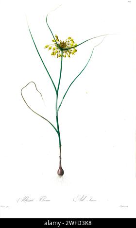 Allium flavum, la cipolla gialla piccola o aglio a fiore giallo, è una specie di pianta da fiore del genere Allium. Bulboso erbaceo perenne, è originario delle terre che circondano il Mar Mediterraneo, il Mar Nero e il Mar Caspio, da Les Liliacées di Pierre-Joseph Redouté, un tomo di specie vegetali di e legate alla famiglia dei gigli. Prodotte tra il 1802 e il 1816, le tavole sono tratte dalla vasta collezione di piante dell'imperatrice Giuseppina nei suoi giardini a Malmaison, Foto Stock