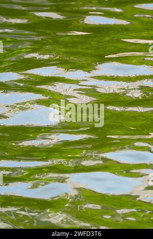 Increspature artistiche d'acqua con fogliame verde e riflessi blu del cielo Foto Stock