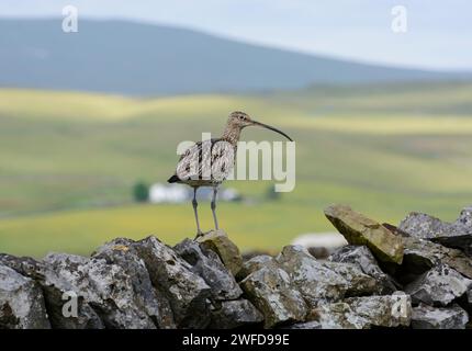 Curlew eurasiatico Numenius arquata, arroccato su un muro di pietra a secco un altopiano collinare e prati sullo sfondo, giugno. Foto Stock