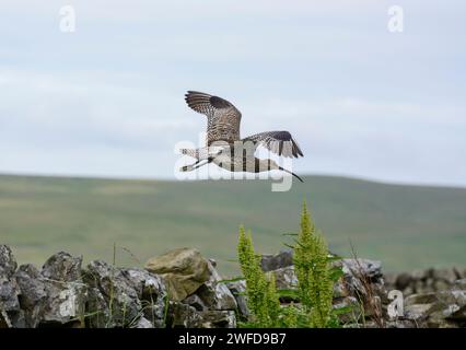 Curlew eurasiatica Numenius arquata, in volo su un muro di pietra secca negli altopiani di Teesdale, North Pennines, County Durham, Inghilterra, Regno Unito, giugno. Foto Stock