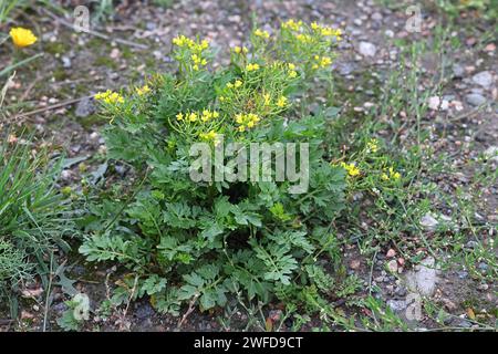 Marsh Yellowcress, Rorippa palustris, noto anche come Bog yellow-cress o Marsh yellow cress, pianta da fiore selvatica proveniente dalla Finlandia Foto Stock