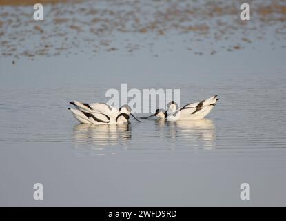 Pied avocet Recurvirostra avosetta, due paia di uccelli che si trovano in una profonda piscina di fronte all'altra, si nutrono e si postulano, aprile. Foto Stock