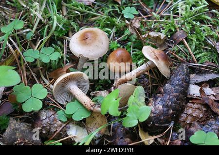 Hygrophorus discoideus, un fungo ceroso dalla Finlandia, senza nome inglese comune Foto Stock