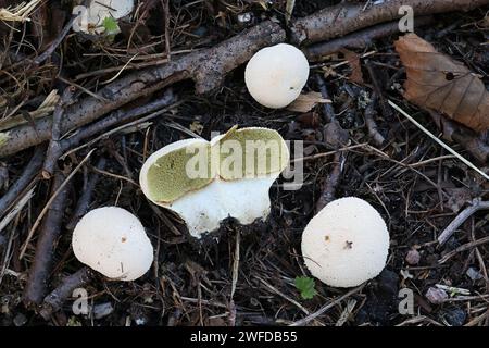 Lycoperdon pratense, chiamato anche Vascellum pratense, comunemente noto come Meadow Puffball, fungo selvaggio dalla Finlandia Foto Stock